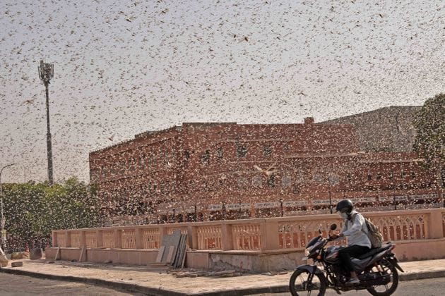 Locust swarms wreck havoc in Africa and Asia